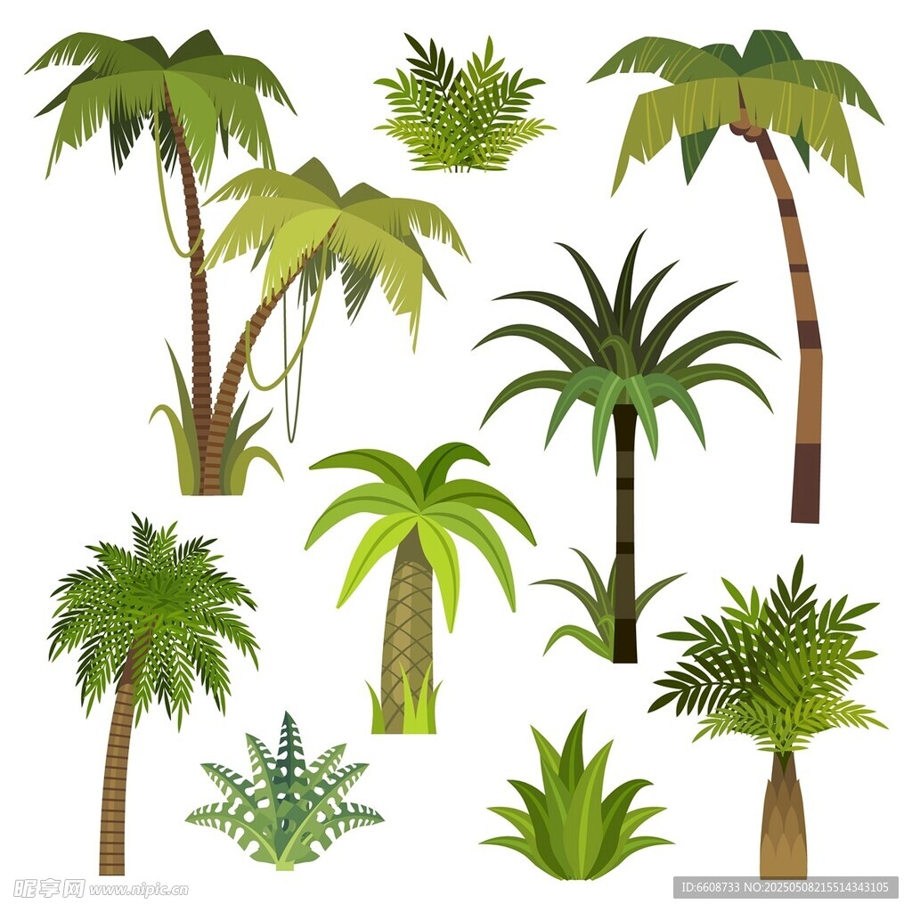 多样热带棕榈植物集合