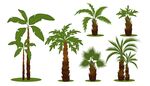 多样棕榈树植物集合