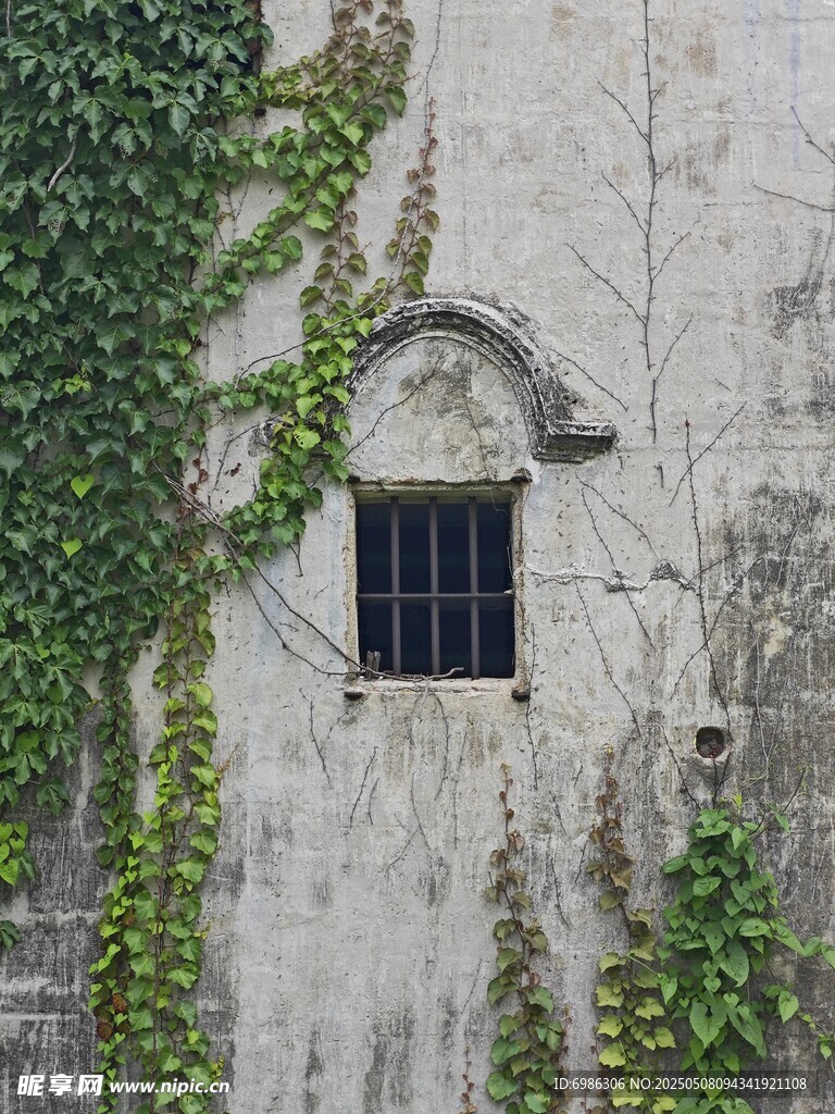 毓英楼爬满藤蔓的墙面窗户