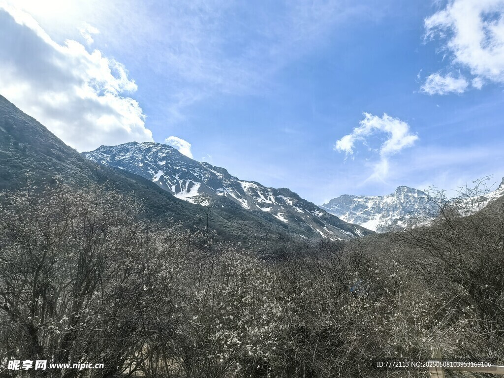 雪山下的山林美景