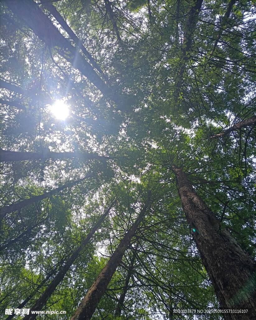 树木 森林
