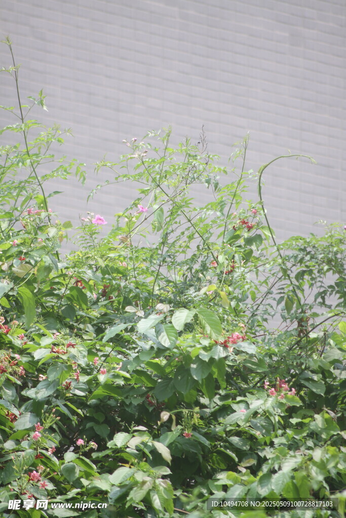 绿叶繁茂的植物景观