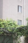 爬满绿植的墙面与建筑窗户