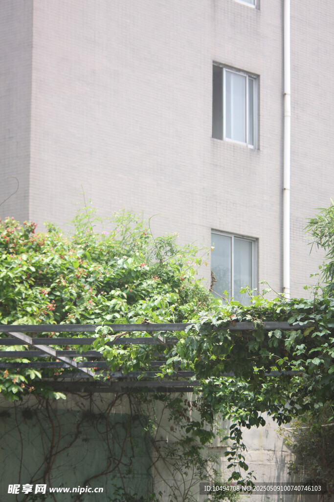 爬满绿植的墙面与建筑窗户
