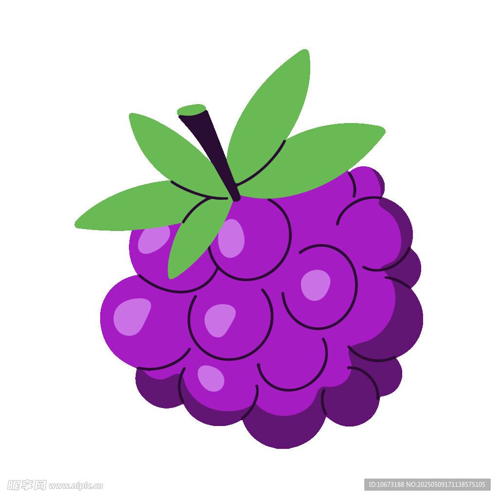 紫色桑葚插画