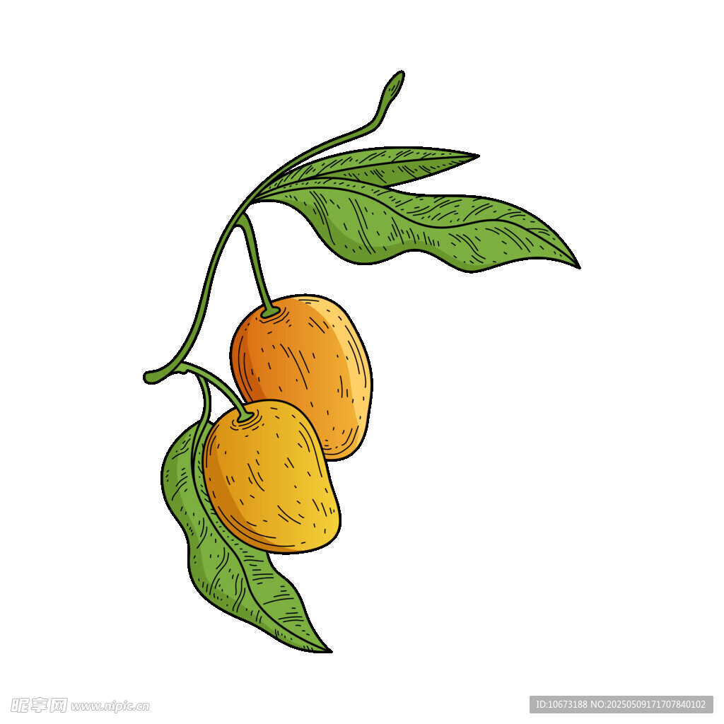 枝头双芒果插画