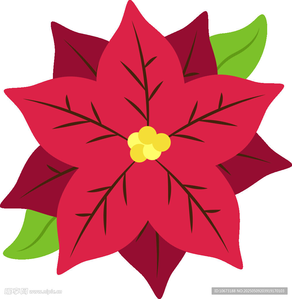 红色一品红花卉插画