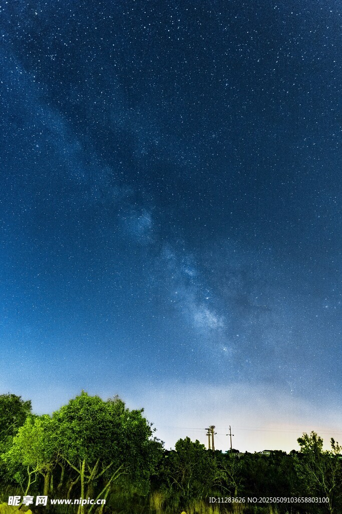 夜空下的葱郁树林