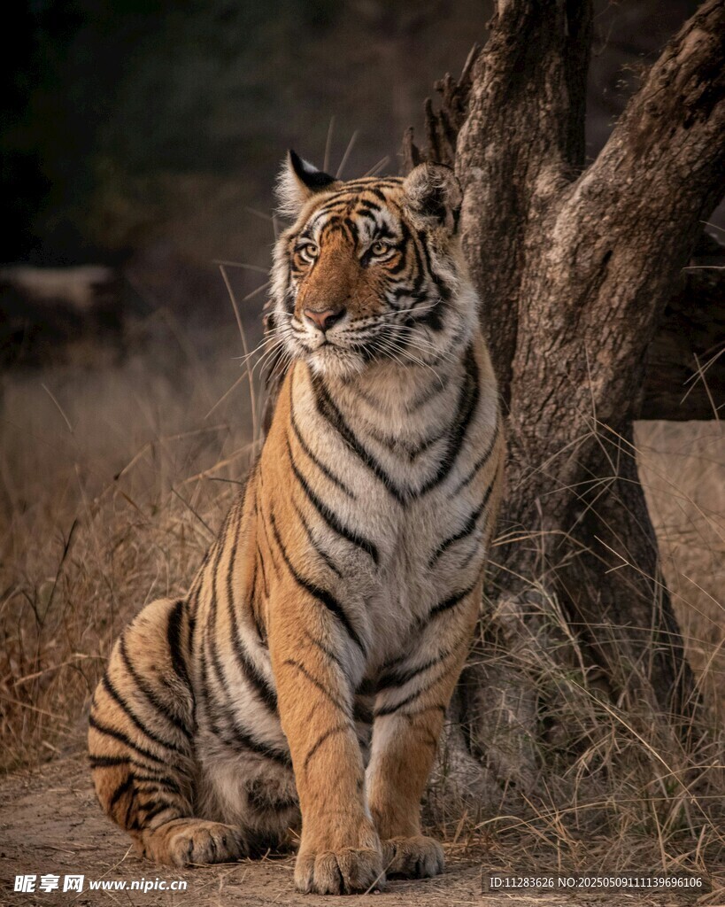 树下端坐的威武斑斓猛虎