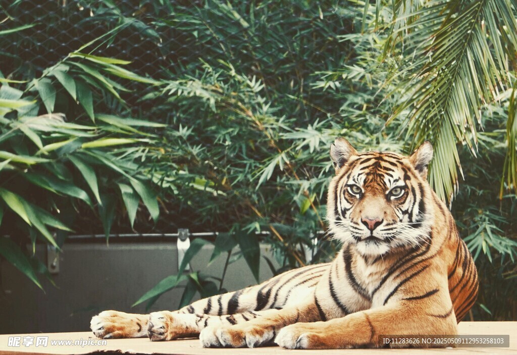 卧于绿植间的斑斓猛虎