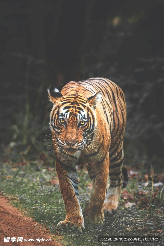 森林中行走的斑斓猛虎
