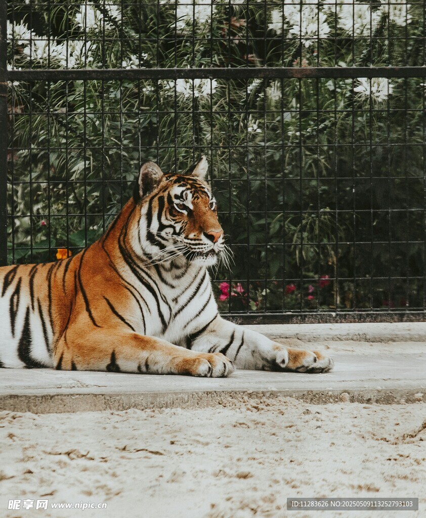 卧地休憩的斑斓猛虎