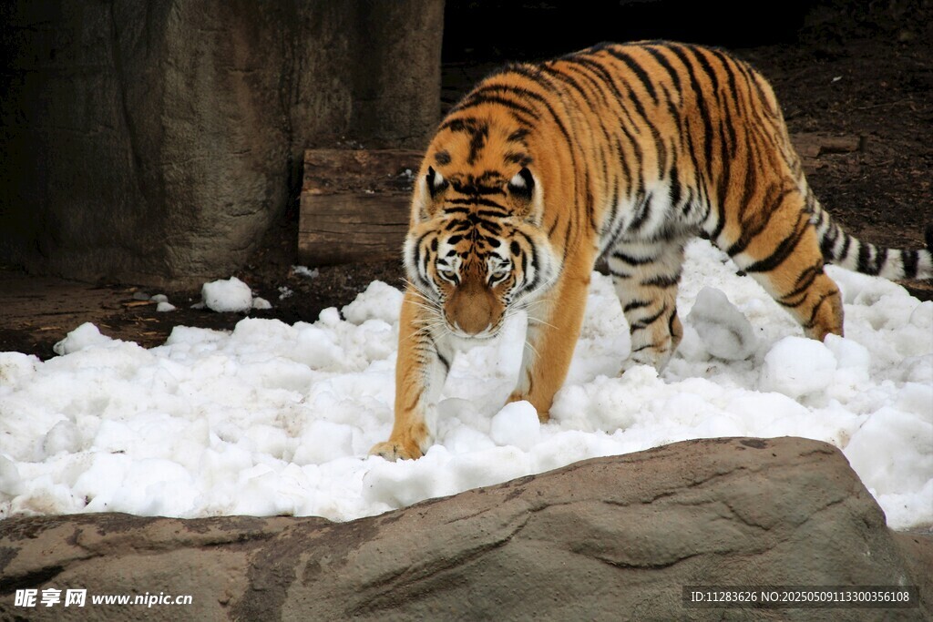 雪地中的斑斓猛虎