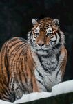 雪地中的威猛老虎