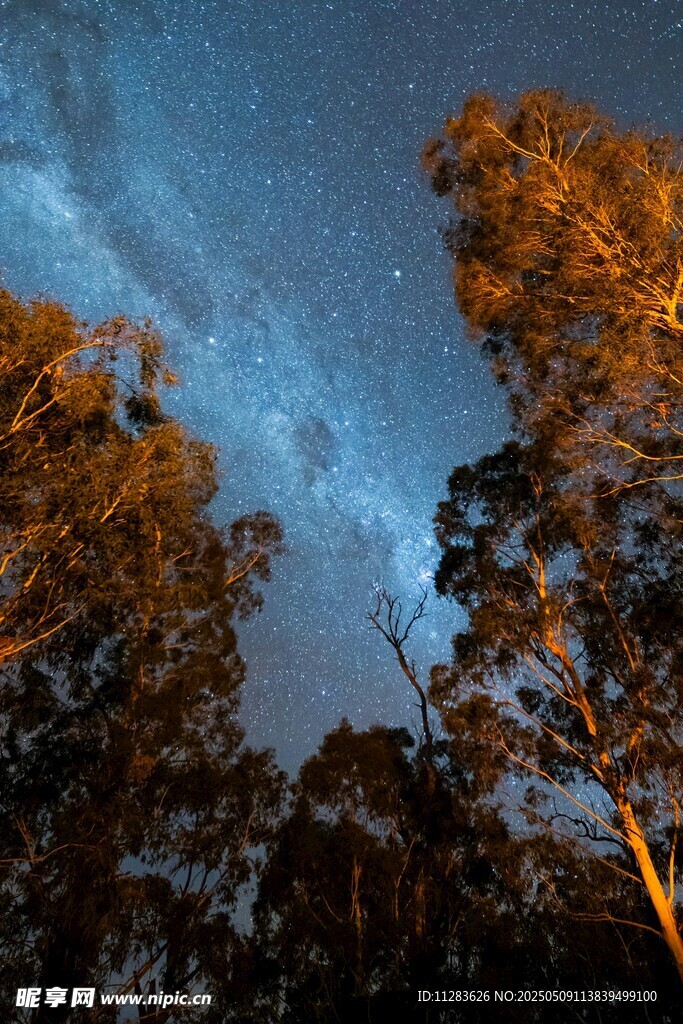 夜空下的树木与璀璨星河