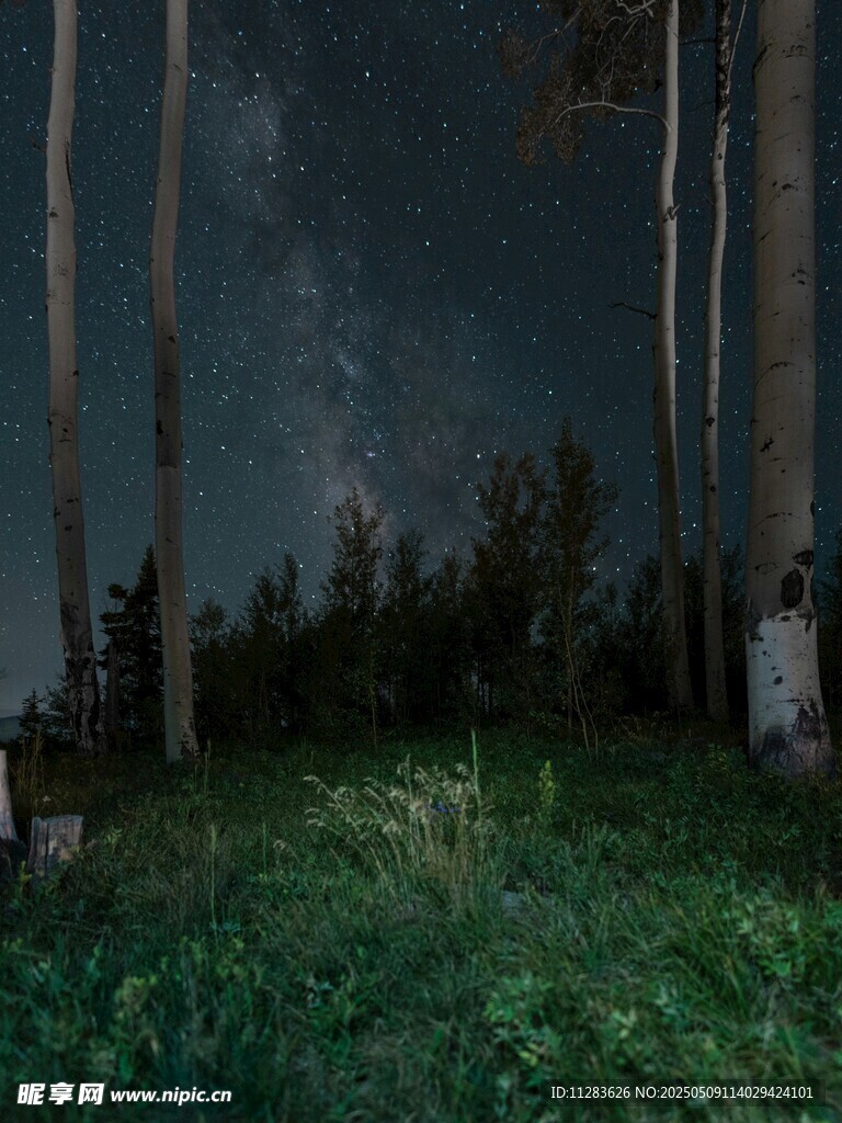 静谧森林的夜空美景