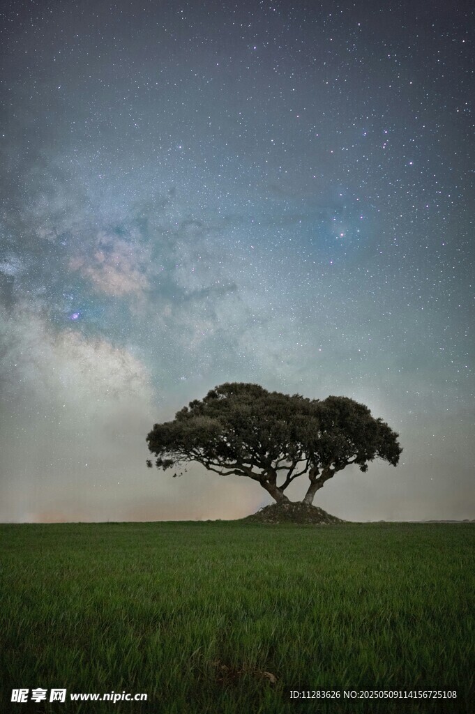 旷野孤树伴星空