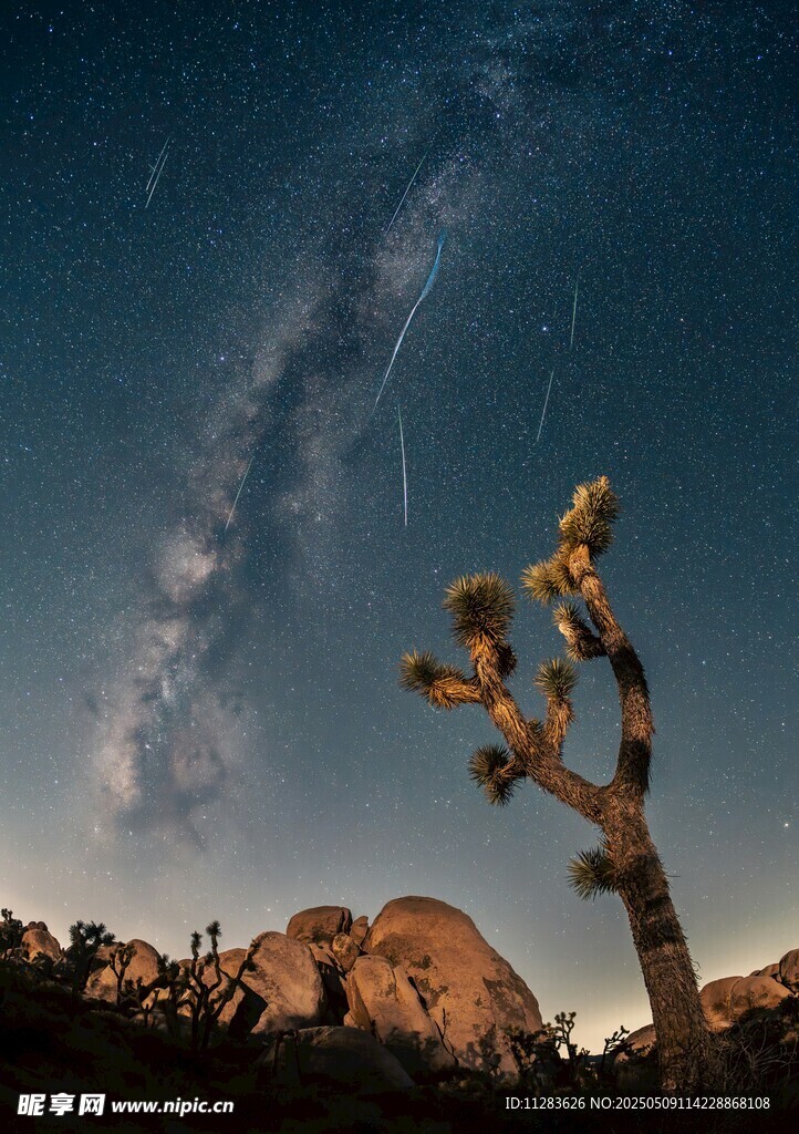 沙漠夜空下的约书亚树