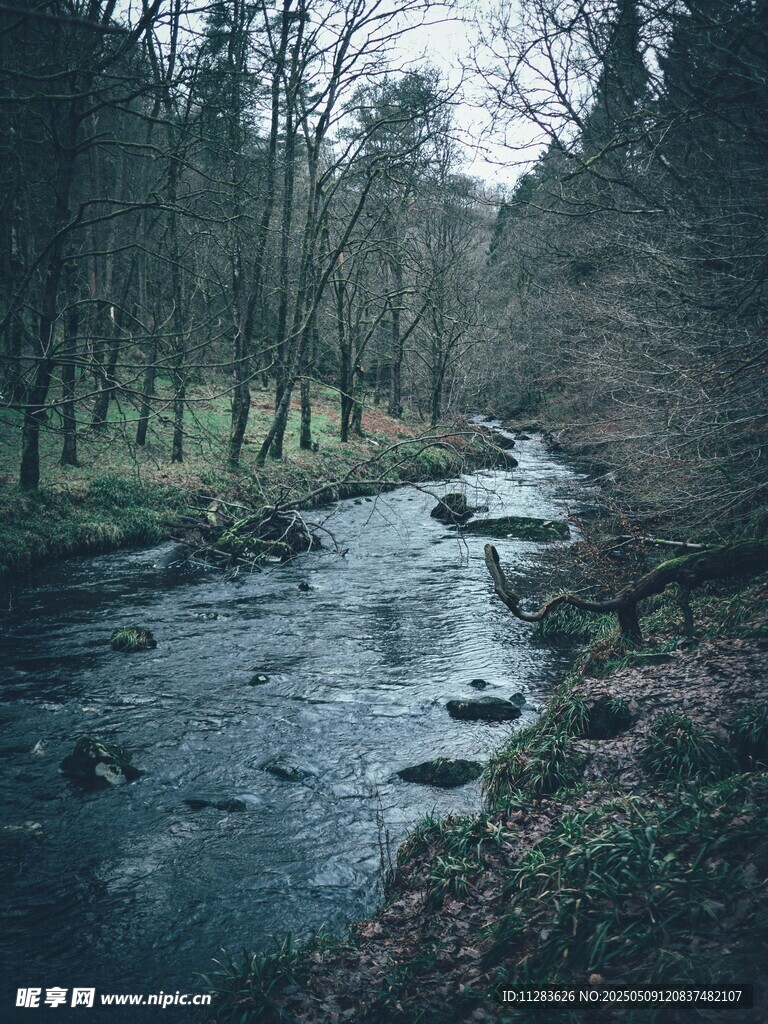 静谧溪边森林自然美景