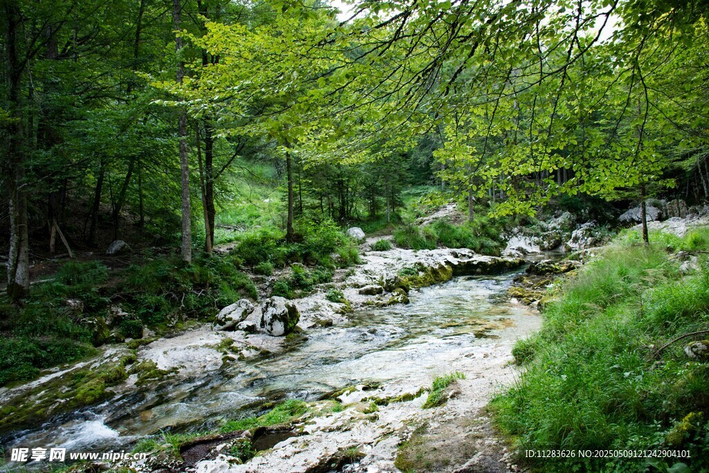 山间溪流绿意盎然的美景