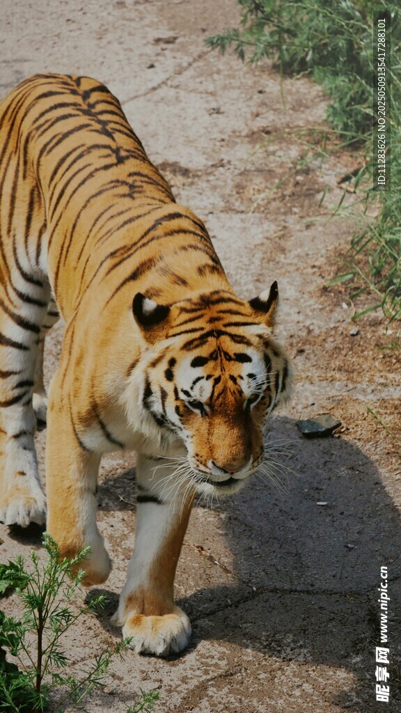 行走的斑斓猛虎