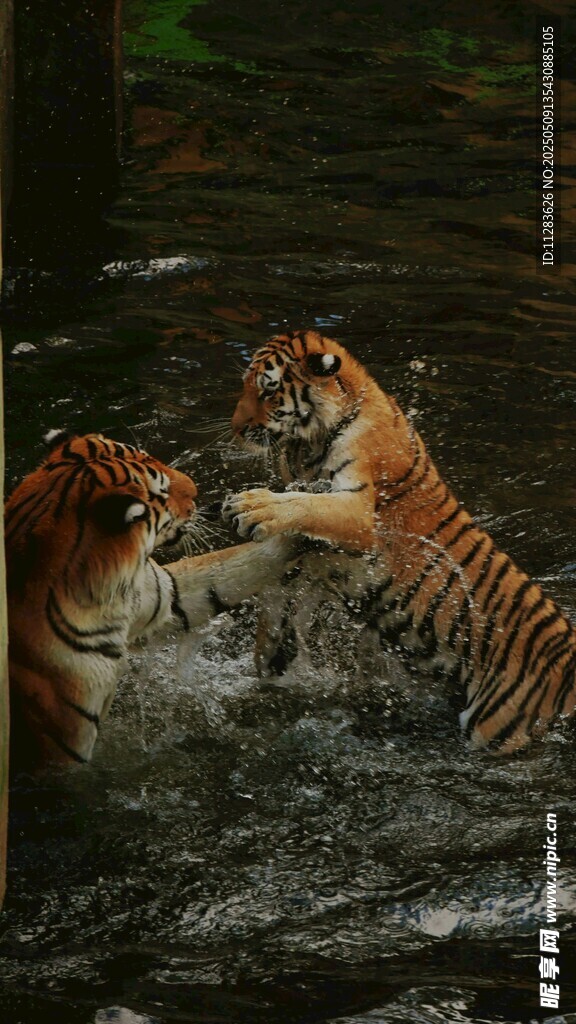 水中双虎嬉戏