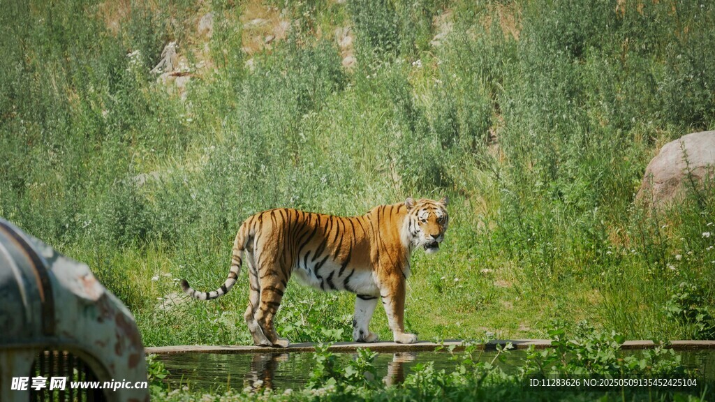 草原上的独行猛虎
