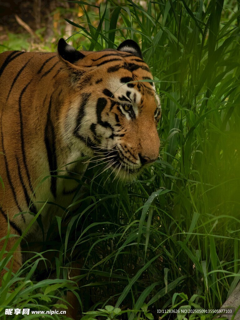 丛林中的老虎