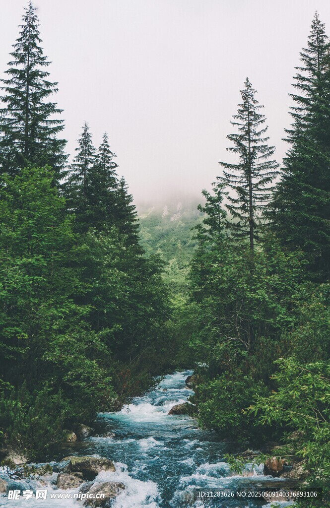 山间溪流旁的葱郁树林