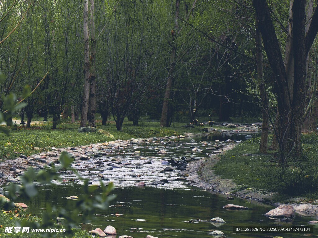 林间溪流美景