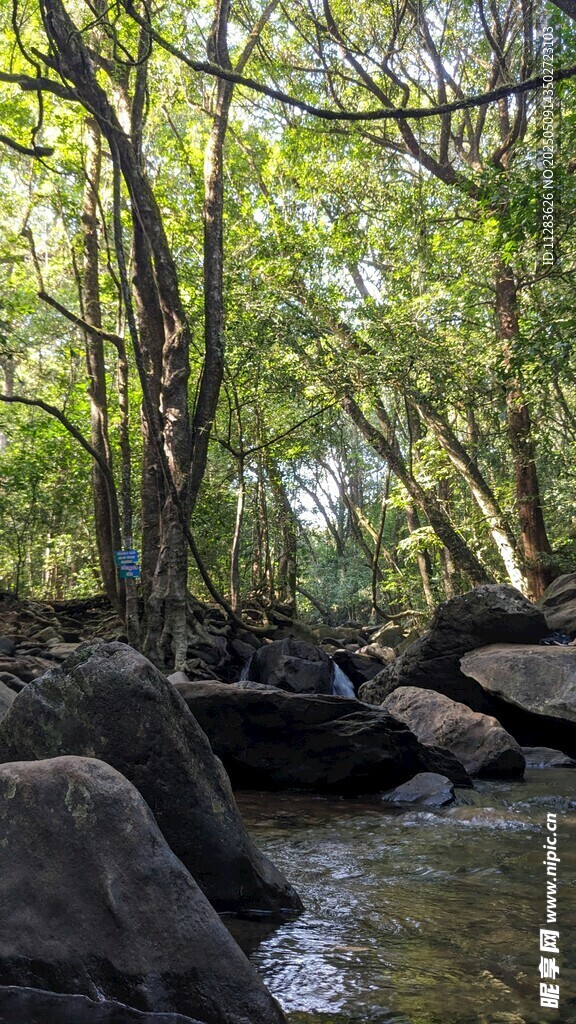 林间溪流旁的静谧景致