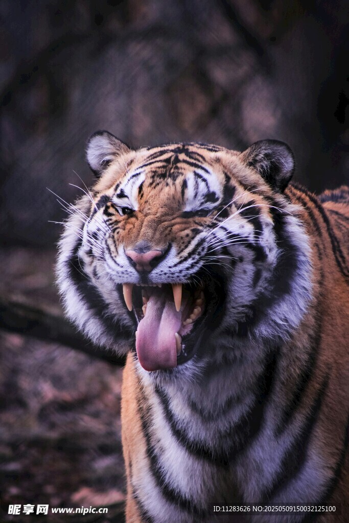 张嘴露舌的威猛老虎