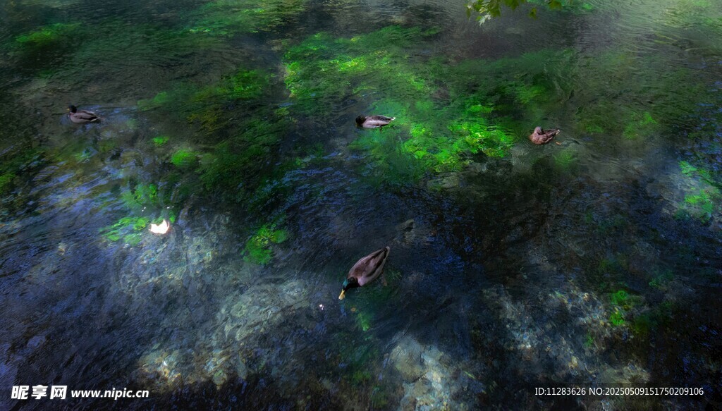 水下奇幻绿色景象
