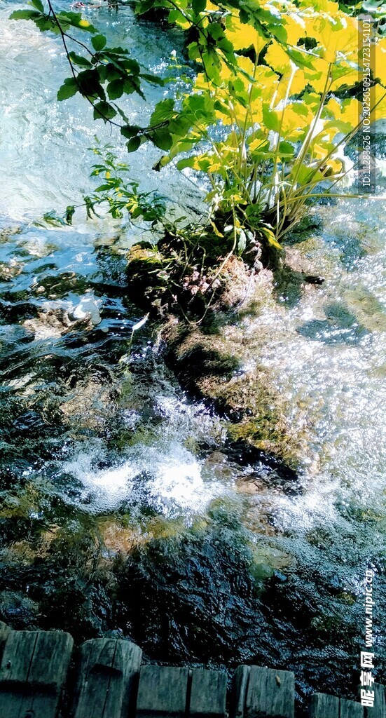 溪边绿植与潺潺流水
