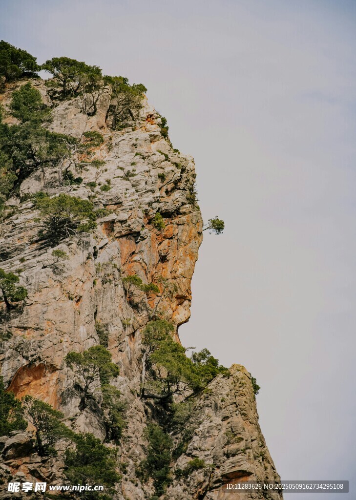 陡峭悬崖上的顽强植被