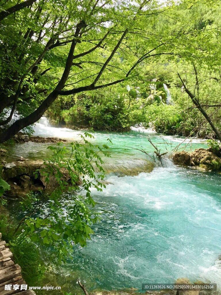 森林中的清澈溪流美景