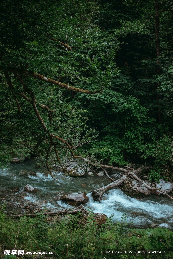 山林间潺潺流淌的清澈溪流