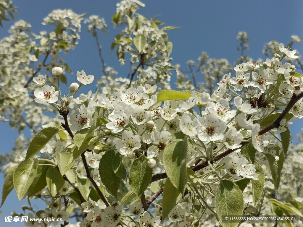 枝头繁花绽放