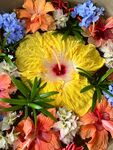 扶桑花