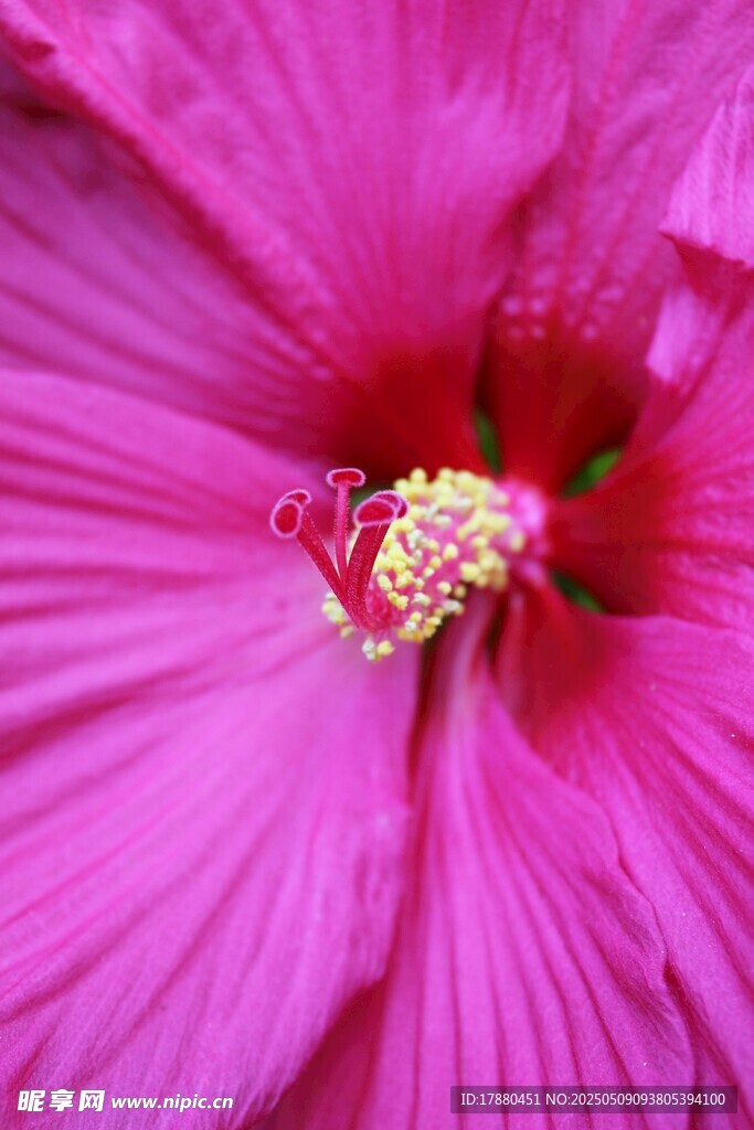 木槿花