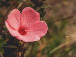 牵牛花