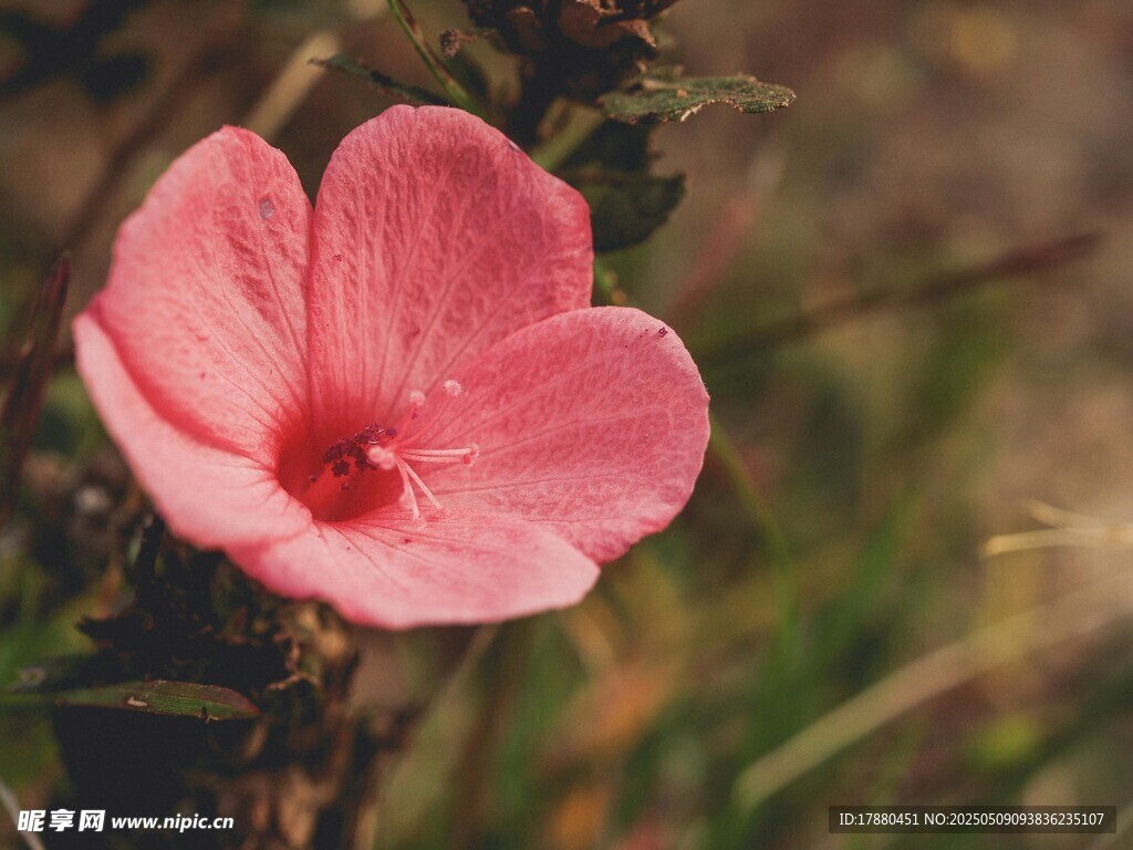 牵牛花