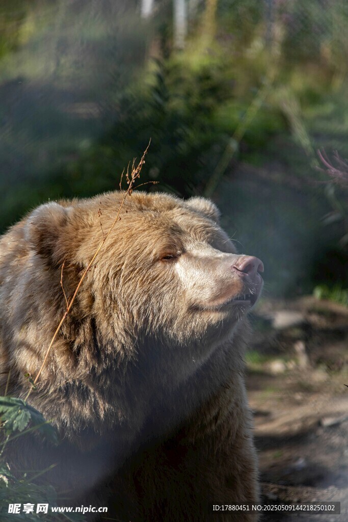 棕熊