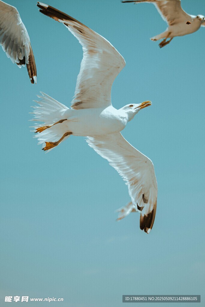 海鸥