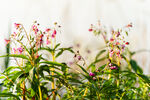 粉色小花与绿叶植物景观