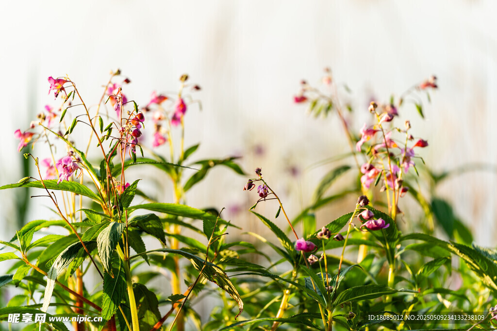 粉色小花与绿叶植物景观