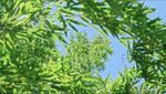 绿叶间的蓝天景致