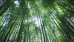 仰望葱郁竹林