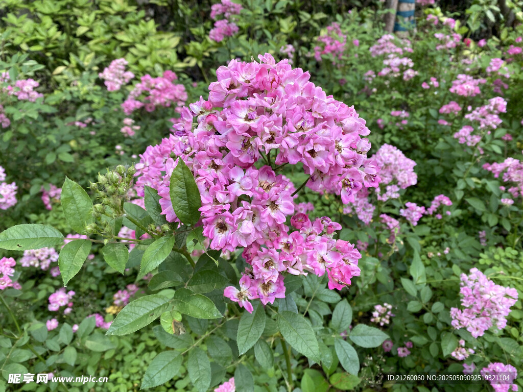 蔷薇花