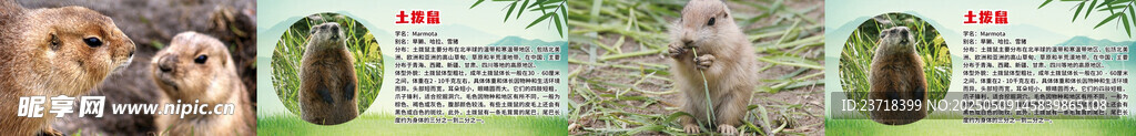 土拨鼠 海狸鼠介绍